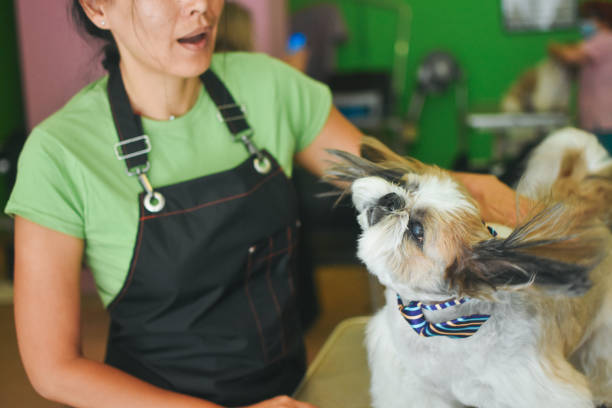 istock Grooming salon 1253993177