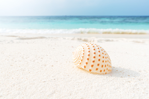 Conch shell on the tropical beach