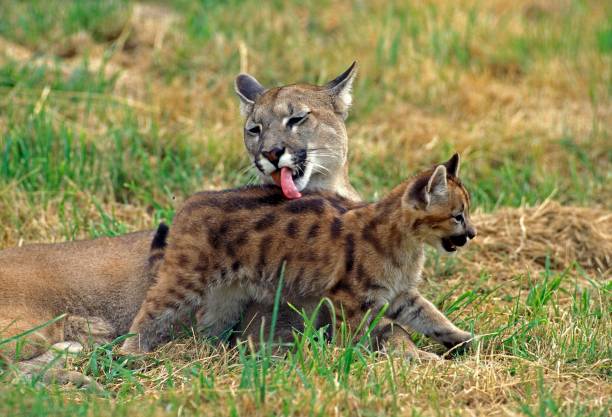 istock Cougar, puma concolor, Mother Licking Cub 1253994883