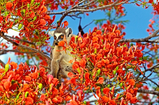 Ring Tailed Lemur, lemur catta, Adult Standing in Flamboyant Tree, delonix regia, Berent Reserve in Madagascar