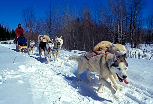 istock Siberian Husky, Man Mushing his Sled Dog Team, Quebec in Canada 1253994921