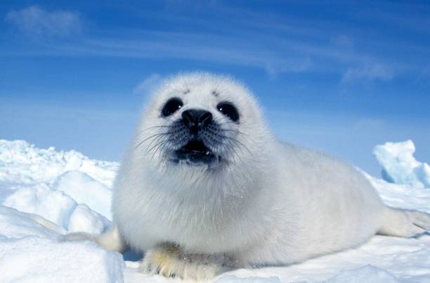 harp seal, pagophilus groenlandicus, pup laying on ice floe, isla magdalena en canadá - foca fotografías e imágenes de stock