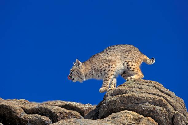 istock Bobcat, lynx rufus, Adult standing on Rocks, Canada 1253994966
