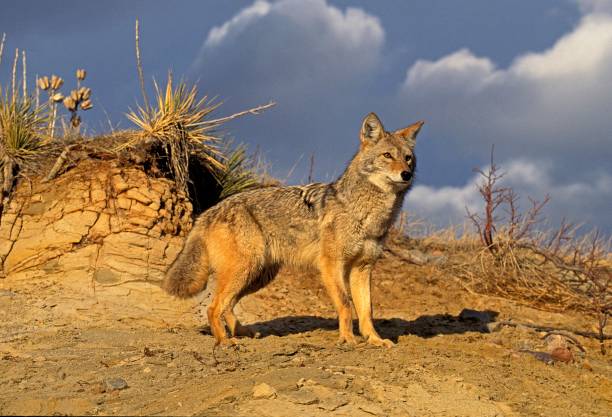 istock Coyote, canis latrans, Montana 1253994969