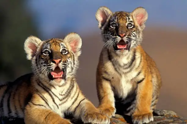 Photo of Bengal Tiger, panthera tigris tigris, Cub