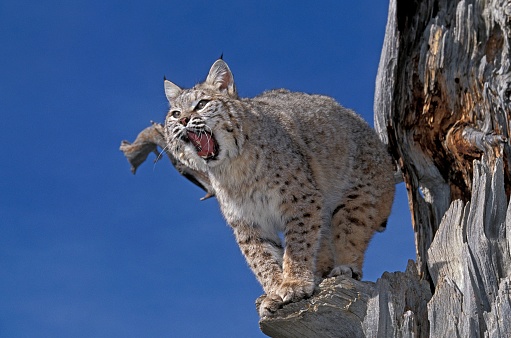 Bobcat, lynx rufus, Adult Yawning, Canada