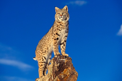 Bobcat, lince rufus, adulto de pie en las rocas, Canadá photo