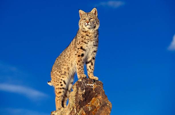 Bobcat, lynx rufus, Adult standing on Rocks, Canada stock photo