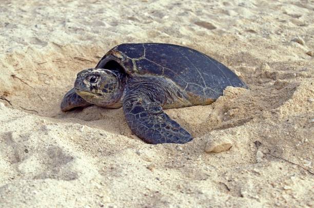 Loggerhead Sea Turtle, caretta caretta, Female putting Sand on its Eggs, after Laying them, Australia Loggerhead Sea Turtle, caretta caretta, Female putting Sand on its Eggs, after Laying them, Australia sea turtle egg stock pictures, royalty-free photos & images