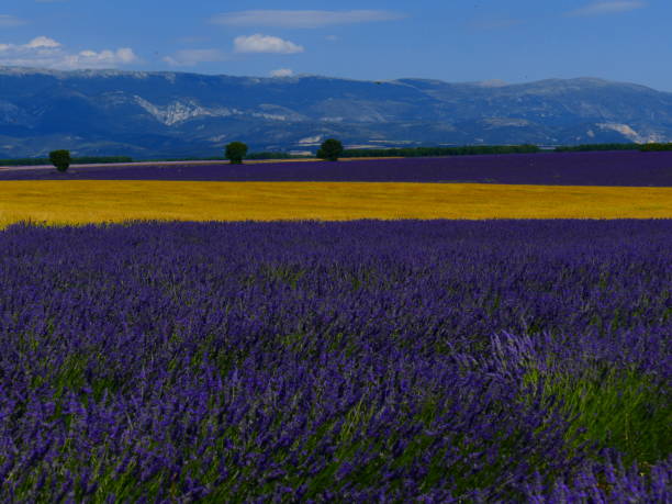 istock Lavender and cereal fields, Valensole plateau, Alpes-de-Haute-Provence 1253995750