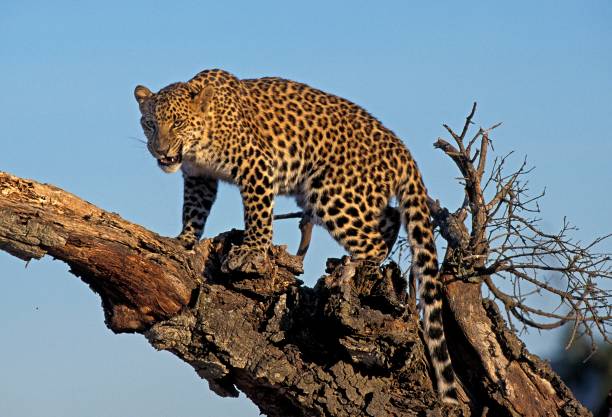 istock Leopard, panthera pardus, Adult standing on Stump against Blue Sky 1253995754