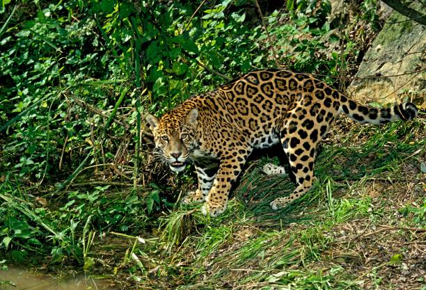 istock Jaguar, panthera onca, Adult going to Puddle 1253995813