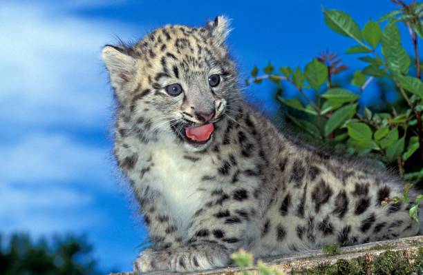 istock Snow Leopard or Ounce, uncia uncia, Cub calling 1253995939