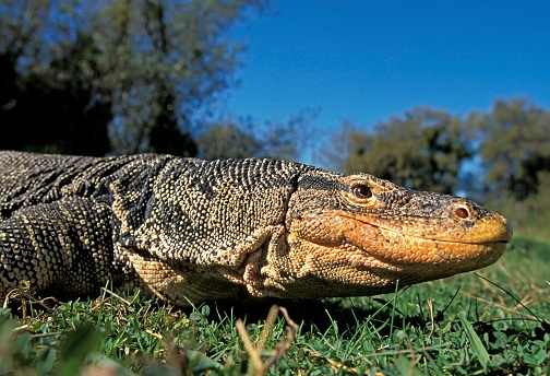 Water Monitor Lizard, varanus salvator, Close-up of Head