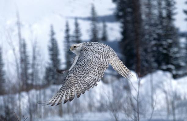 istock Gyrfalcon, falco rusticolus, Adult in Flight, Canada 1253996075