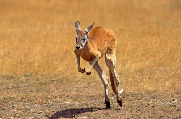 istock Red Kangaroo, macropus rufus, Adult running, Australia 1253996095
