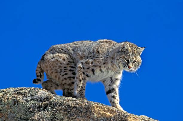 istock Bobcat, lynx rufus, Adult standing on Rocks, Canada 1253996101