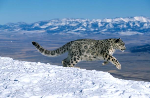 snow leopard or ounce, uncia uncia, adult running through mountain - snow leopard imagens e fotografias de stock