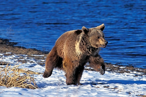 Grizzly Bear, ursus arctos horribilis, Adult standing on Snow, Alaska