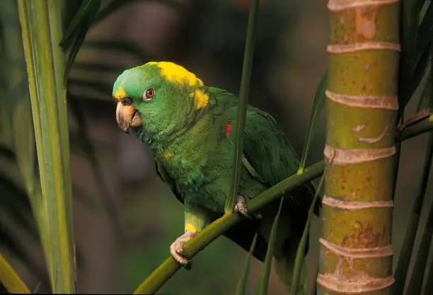 Yellow-Naped Amazon Parrot, amazona auropalliata, Adult standing on Branch