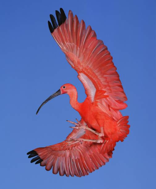 scarlet ibis, eudocimus ruber, erwachsene im flug - scharlachsichler stock-fotos und bilder