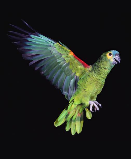 Blue-Fronted Amazon Parrot or Turquoise-Fronted Amazon, amazona aestiva, Adult in Flight against Black Background Blue-Fronted Amazon Parrot or Turquoise-Fronted Amazon, amazona aestiva, Adult in Flight against Black Background amazona aestiva stock pictures, royalty-free photos & images