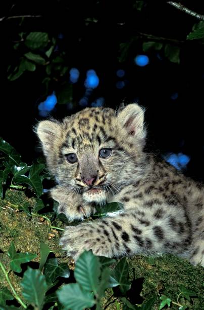 istock Snow Leopard or Ounce, uncia uncia, Cub laying 1253996240