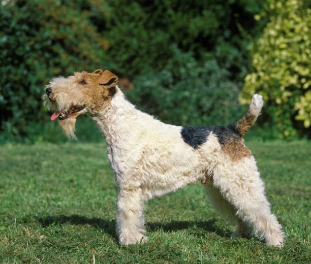 istock Wire-Haired Fox Terrier, Male standing on Lawn 1253996459