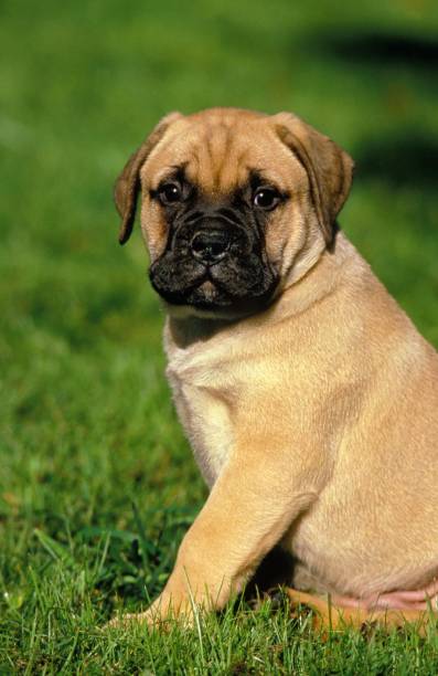 istock Bullmastiff Dog, Pup sitting on Grass 1253996485