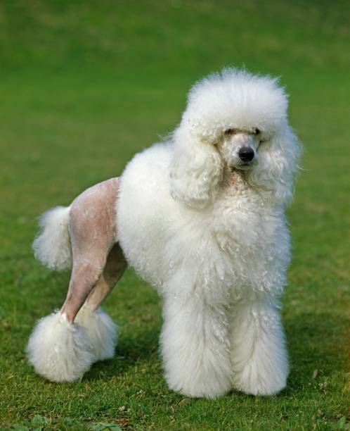 istock White Giant Poodle, Adult standing on Lawn 1253996492