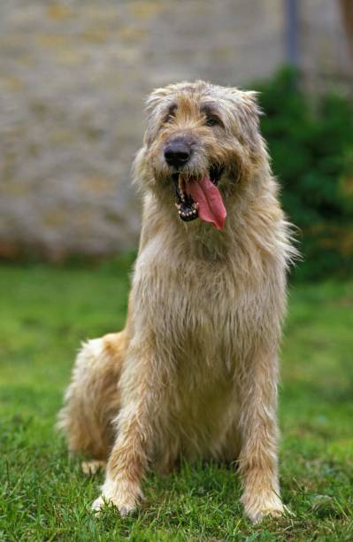 istock Irish Wolfhound, Dog sitting on Grass with Tongue out 1253996527