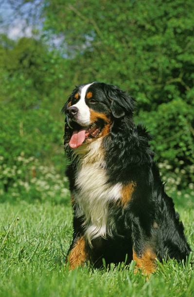 istock Bernese Mountain Dog sitting on Grass 1253996696