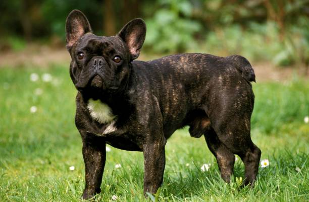 istock French Bulldog, Male standing on Grass 1253996699