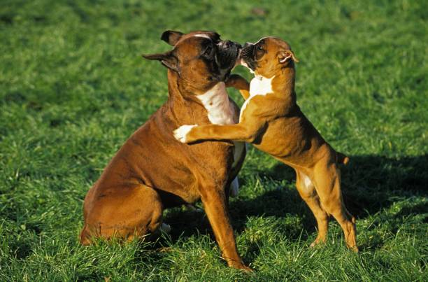 perro bóxer, (antigua raza estándar con orejas cortadas), madre jugando con el cachorro - molosser fotografías e imágenes de stock