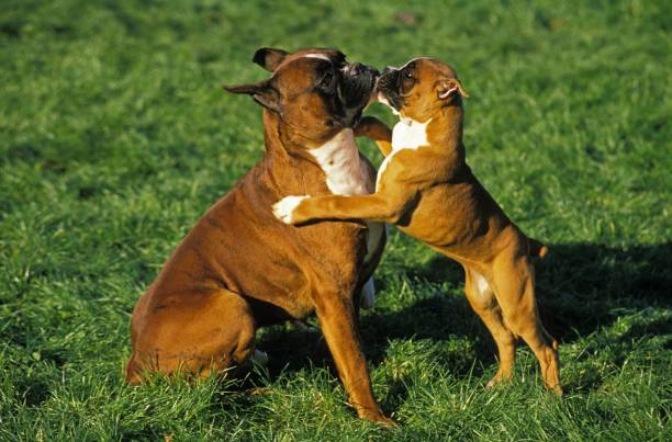 boxer dog, (old standard breed with cut ears), mère jouant avec pup - molosser photos et images de collection