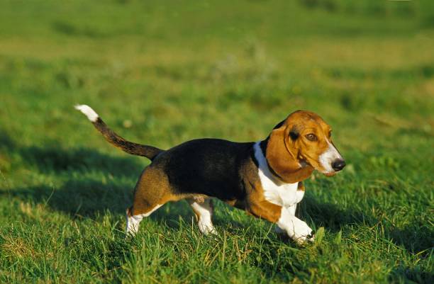 istock Artesian Norman Basset or Basset Artesian Normand walking on Grass 1253996742