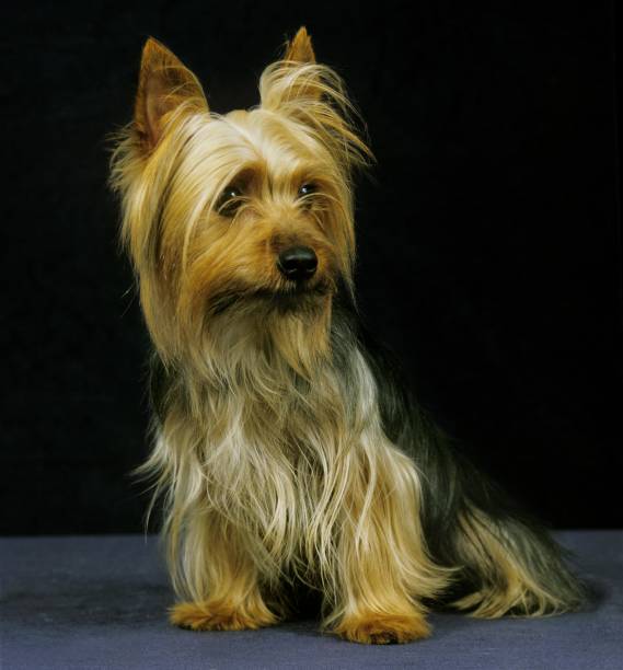 istock Silky Terrier sitting against Black Background 1253997274