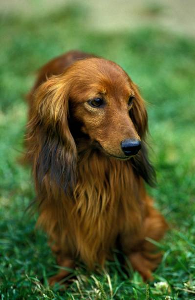istock Long-Haired Dachshund, Adult standing on Grass 1253997277
