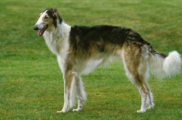 istock Borzoi or Russian Wolfhound standing on Lawn 1253997292