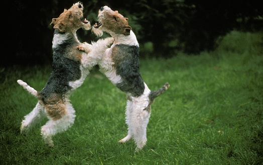 Wire-Haired Fox Terrier, Adults Fighting