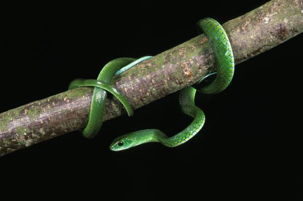 istock Spotted Bush Snake, philothamnus semivariegatus, Green Snake against Black Background 1253997521