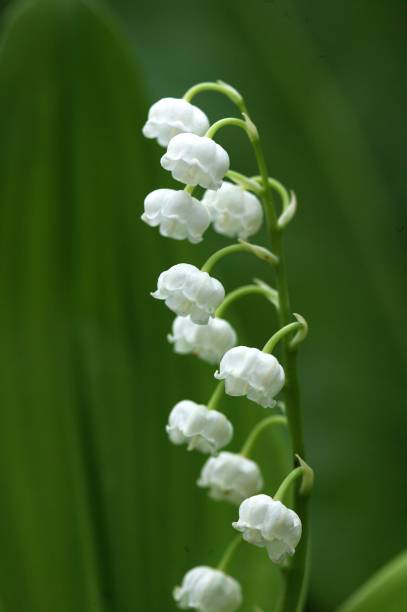 istock Lily of the Valley, convallaria majalis 1253997608