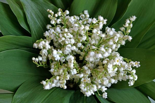 istock Lily of the Valley, convallaria majalis 1253997631
