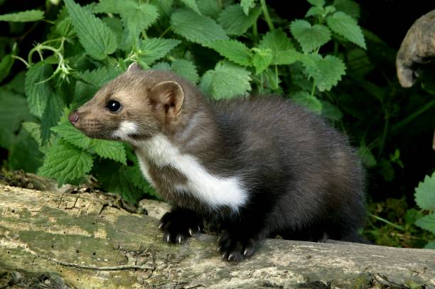 istock Stone Marten or Beech Marten, martes foina, Young standing on Stump 1253997634