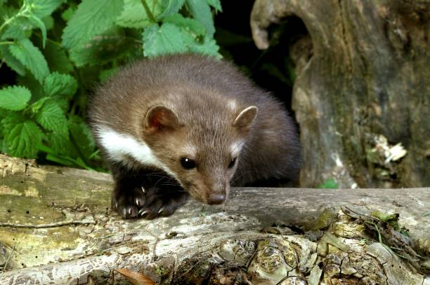 istock Stone Marten or Beech Marten, martes foina, Young standing on Stump 1253997643