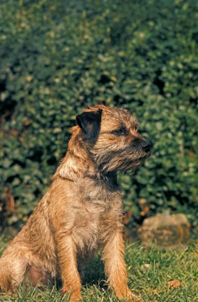 istock Border Terrier, Pup sitting on Grass 1253997670