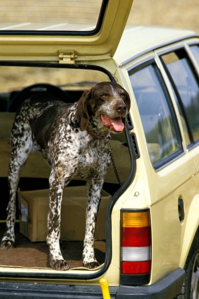 istock German Short-Haired Pointer, Dog standing in Car Boot 1253997711