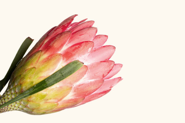 istock Close-up of a protea flower isolated on a white background 1253997797