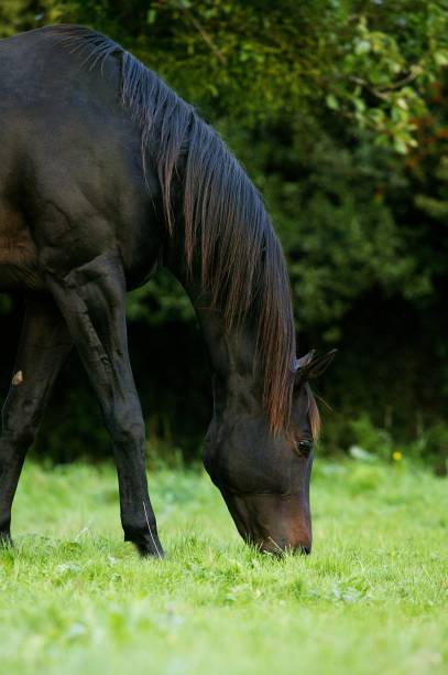 istock English Thoroughbred Horse, Male 1253997907