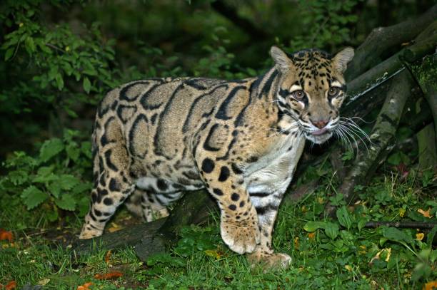 istock Clouded Leopard, neofelis nebulosa, Adult standing in Ground 1253997928